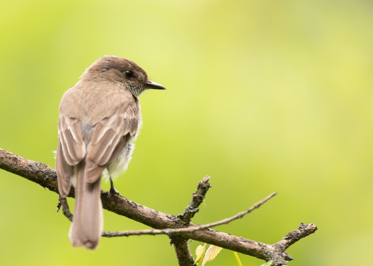 Eastern Phoebe - ML645356183
