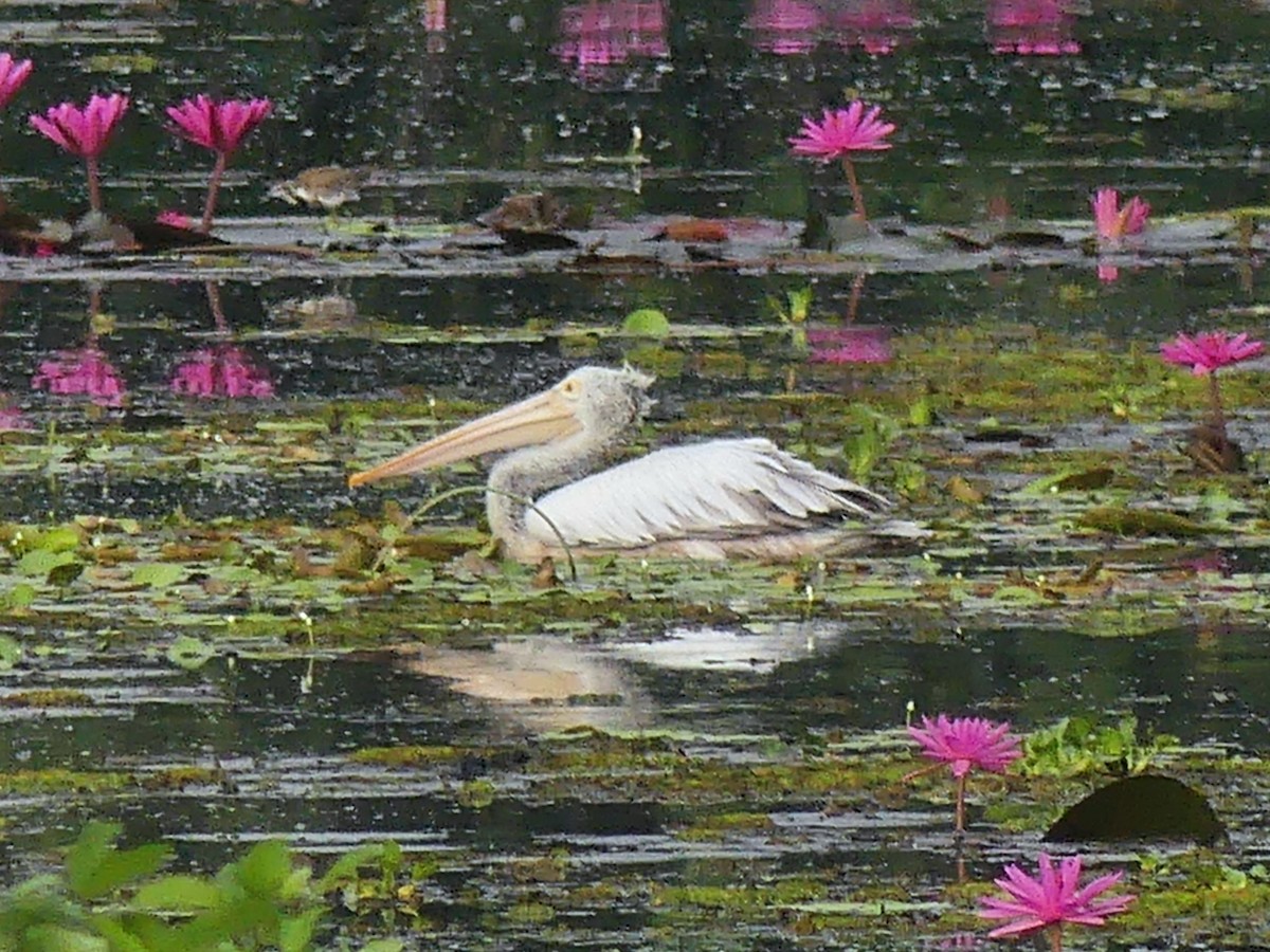 Spot-billed Pelican - ML645356220