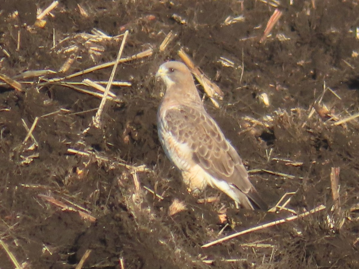 Свенсонов канюк - ML645356223