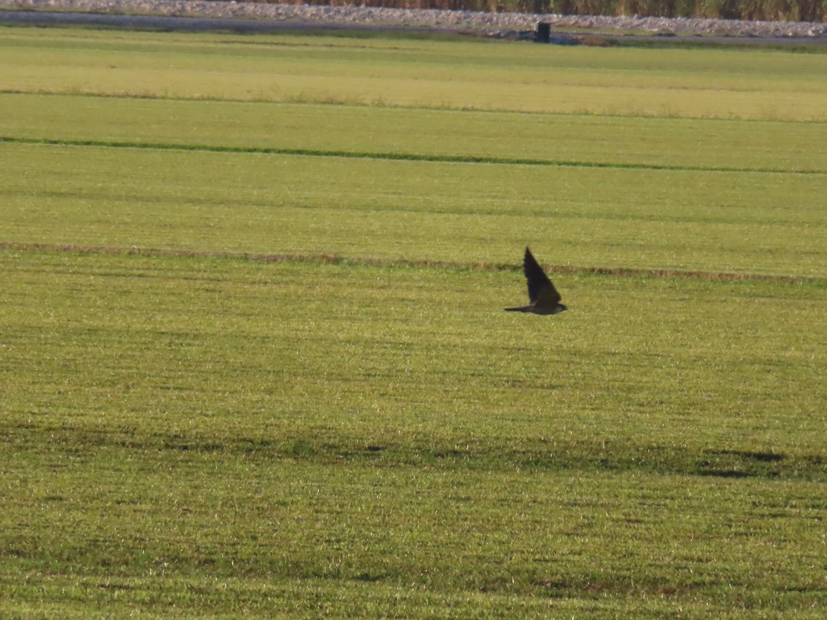 Peregrine Falcon - ML645356232