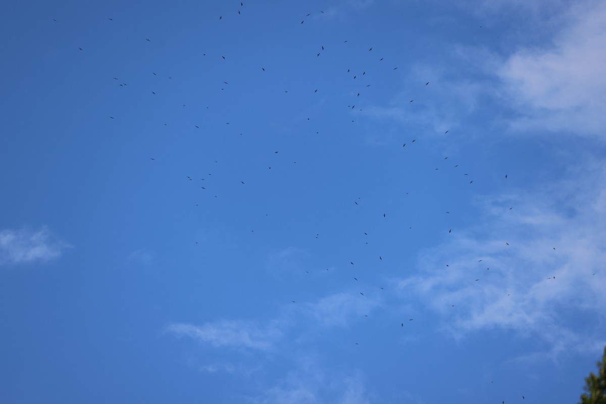 Vencejo Acollarado - ML645356241