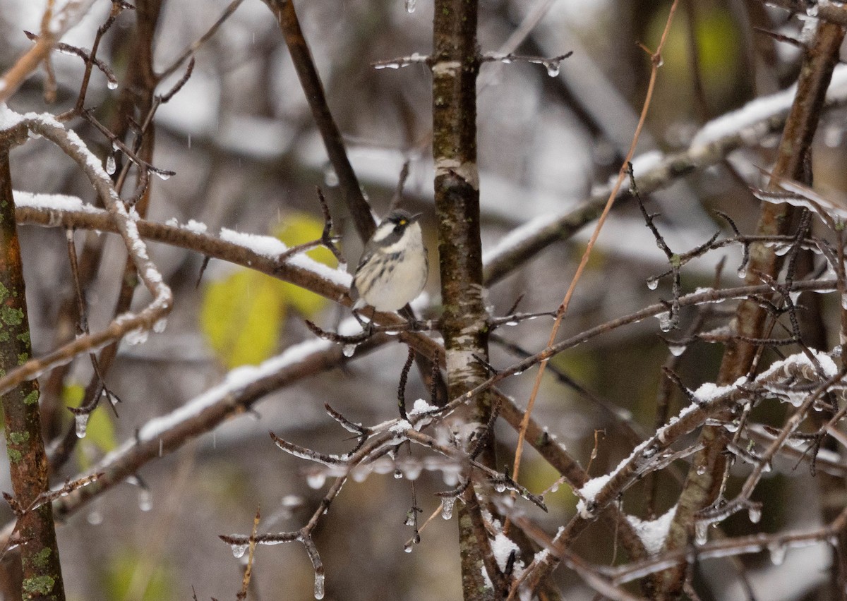 Black-throated Gray Warbler - ML645356248
