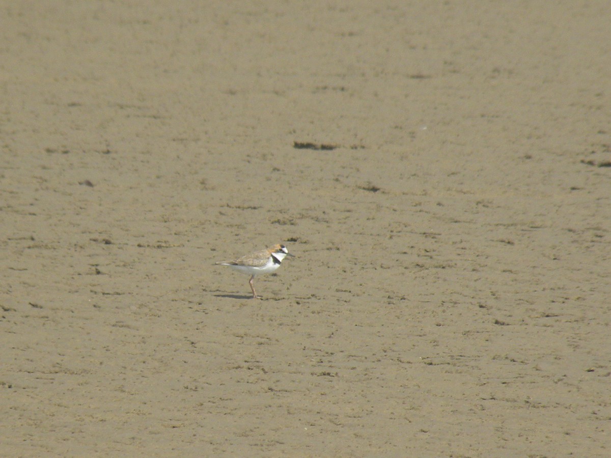 Collared Plover - ML645356250