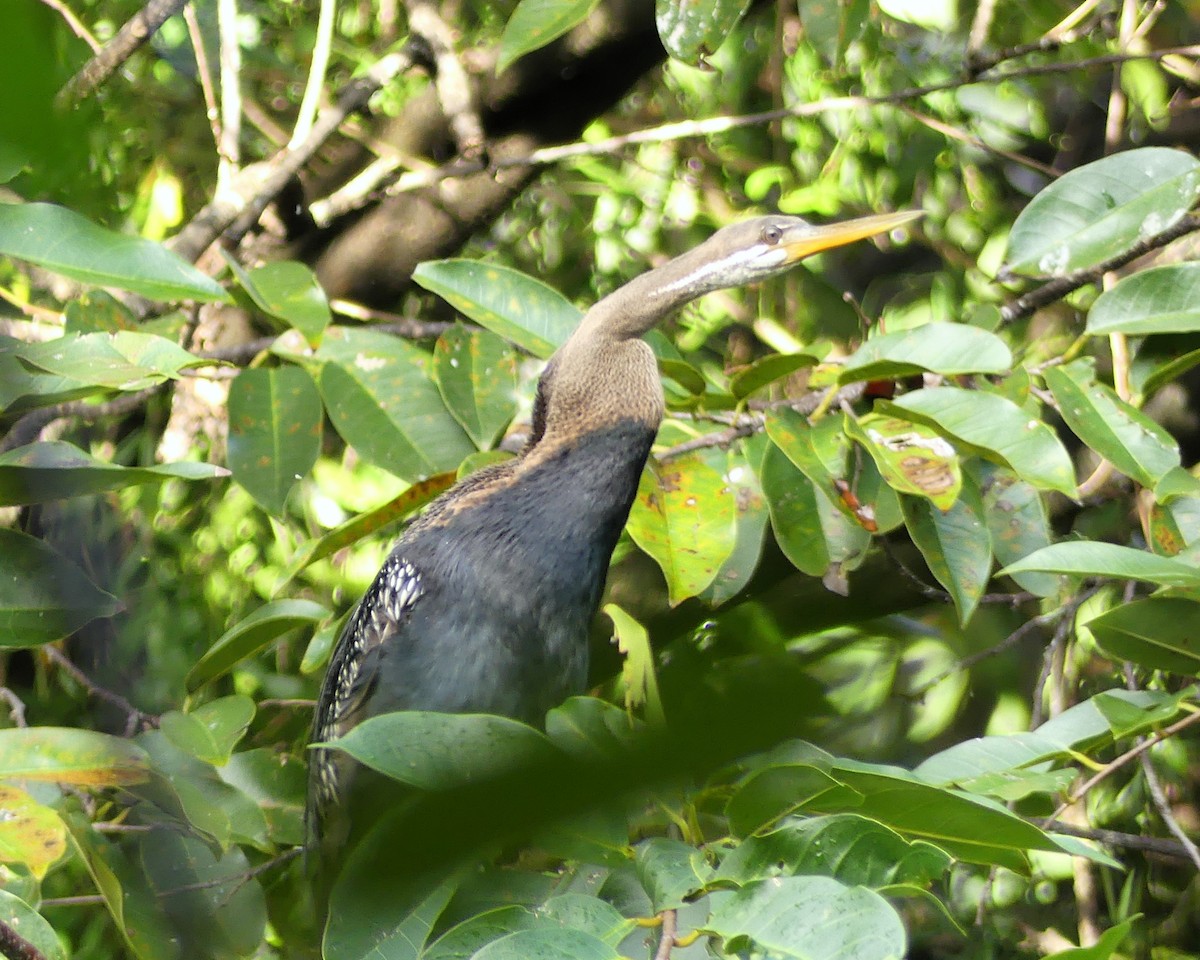 Doğu Yılanboyunu - ML645356263