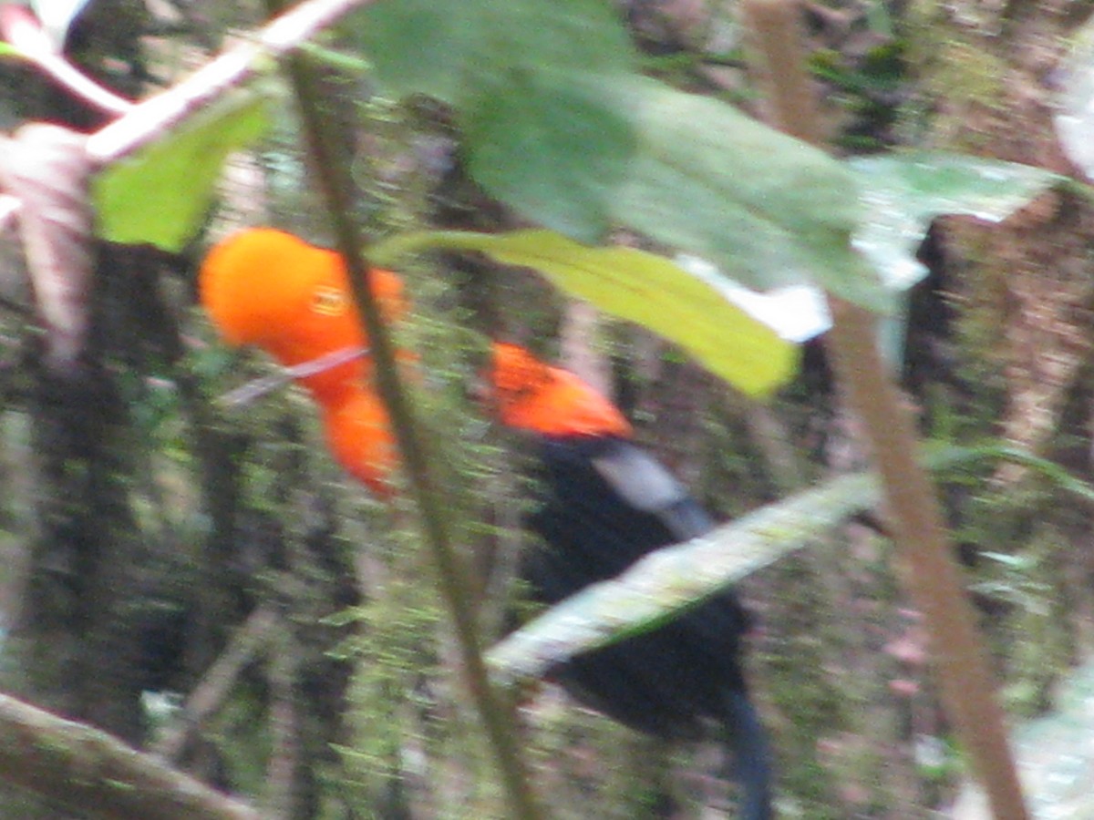 Andean Cock-of-the-rock - ML645356266