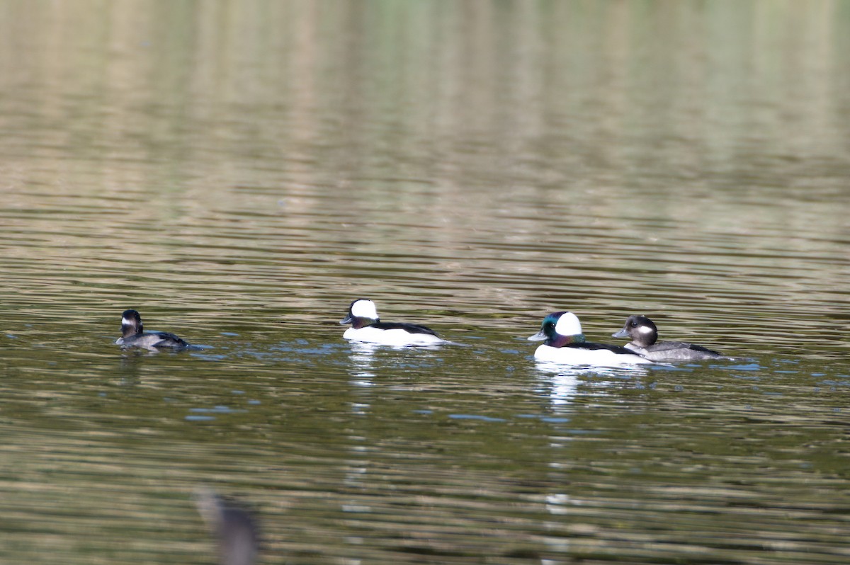 Bufflehead - ML645356272