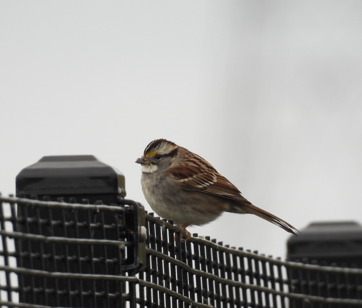 White-throated Sparrow - ML645356276