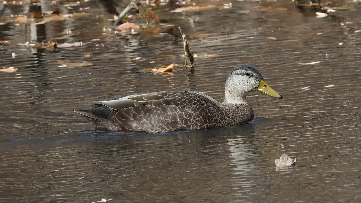 American Black Duck - ML645356281