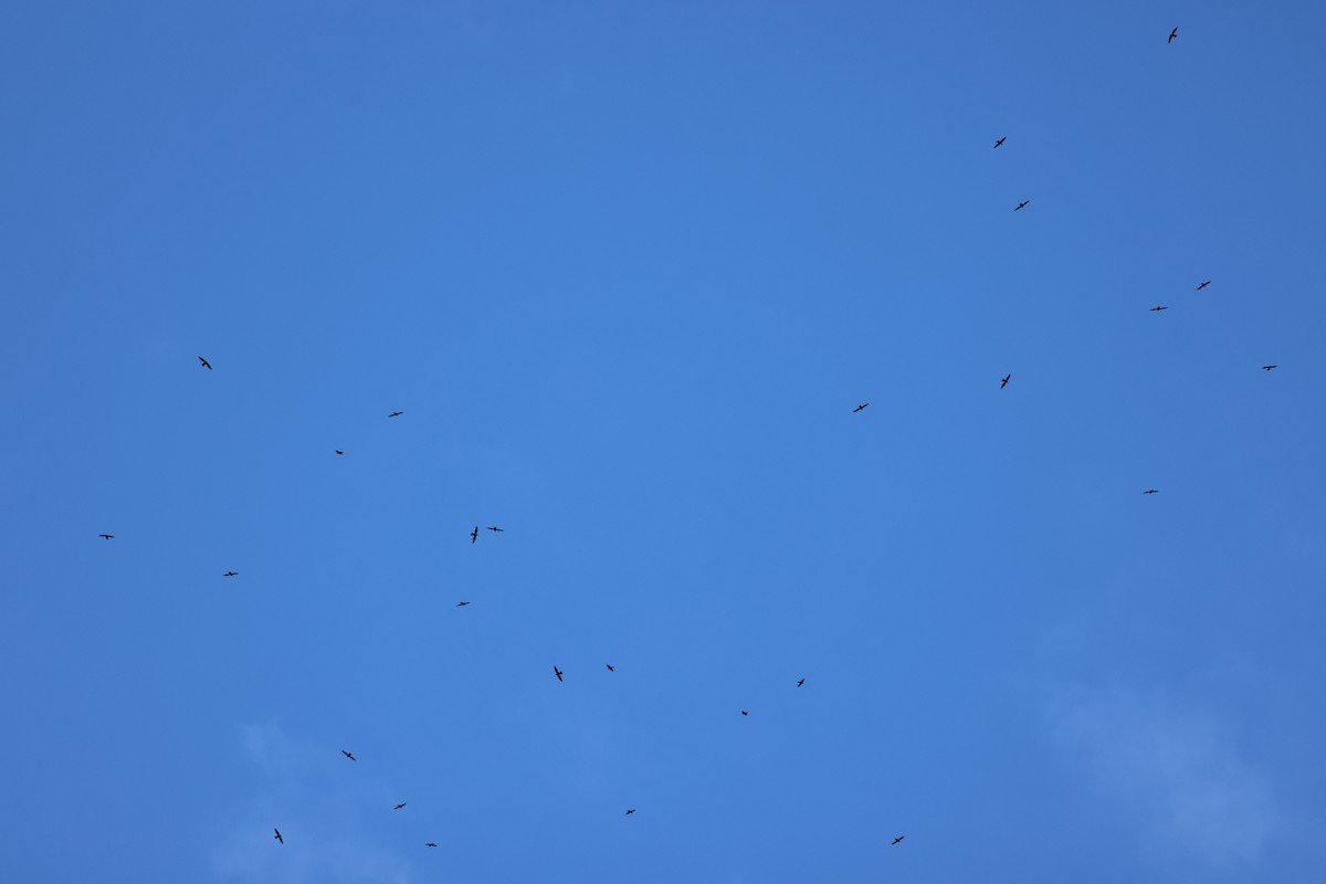 Vencejo Acollarado - ML645356283