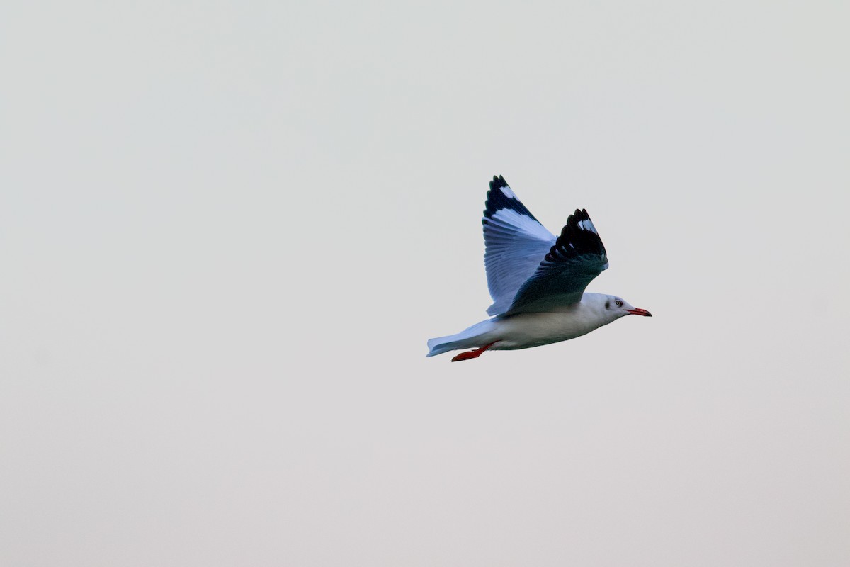 Gaviota Centroasiática - ML645356298