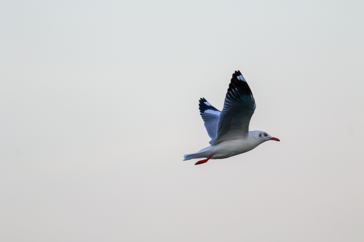 Gaviota Centroasiática - ML645356301