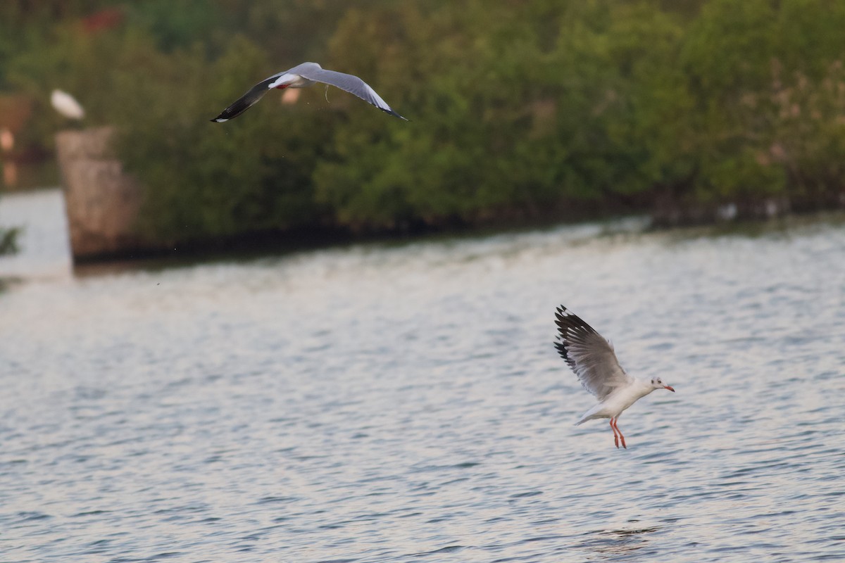 Gaviota Centroasiática - ML645356304