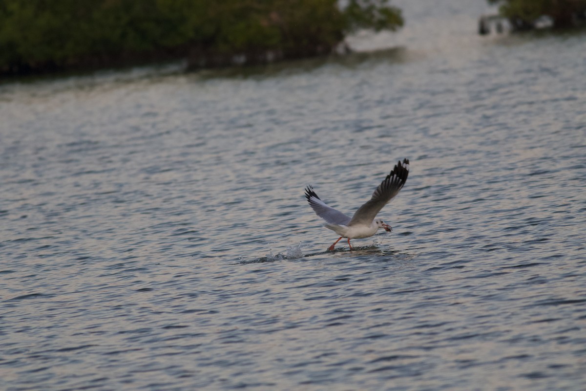 Gaviota Centroasiática - ML645356306