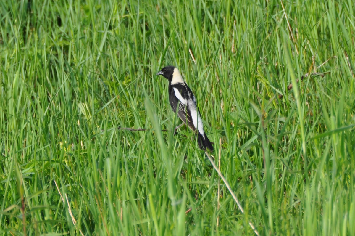 Bobolink - ML645356309