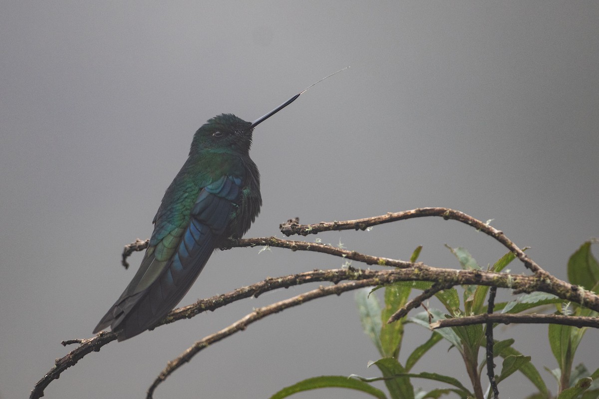 Great Sapphirewing - ML645356313