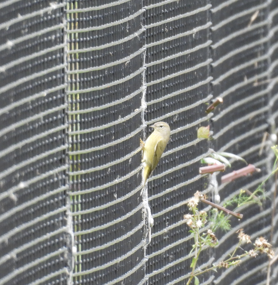 Orange-crowned Warbler - ML645356321