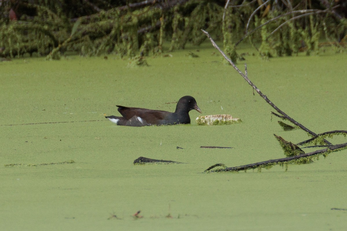 Курочка латиноамериканська - ML645356337