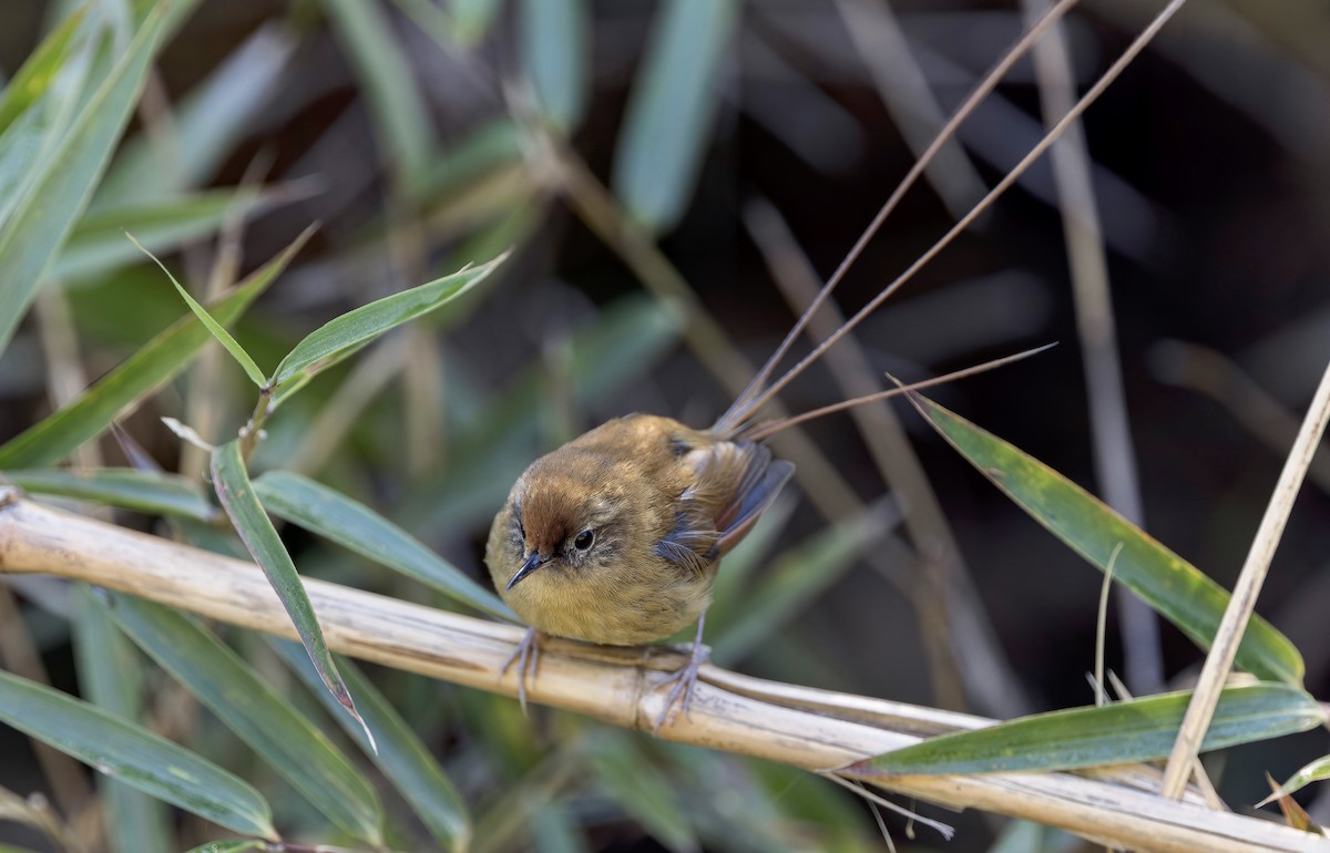 Des Murs's Wiretail - ML645356362