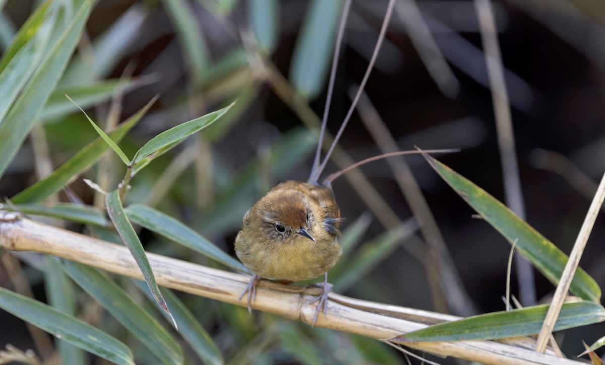 Des Murs's Wiretail - ML645356363