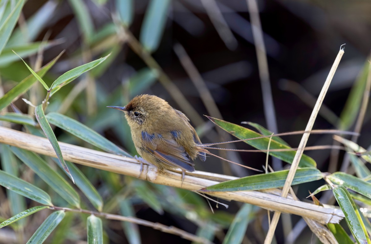 Des Murs's Wiretail - ML645356364