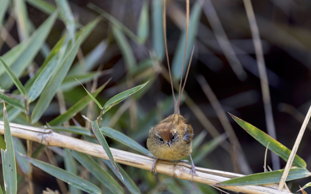 Des Murs's Wiretail - ML645356365