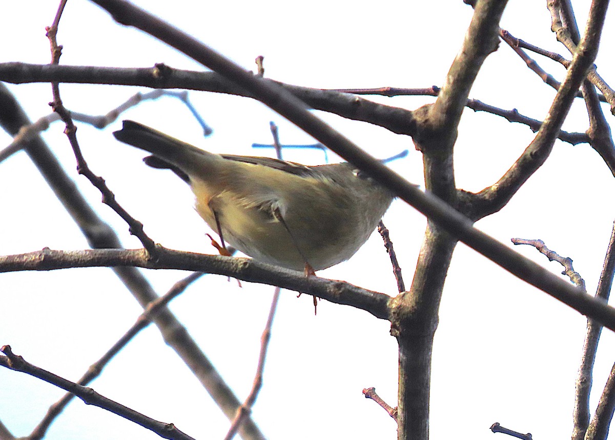 Ruby-crowned Kinglet - ML645356378