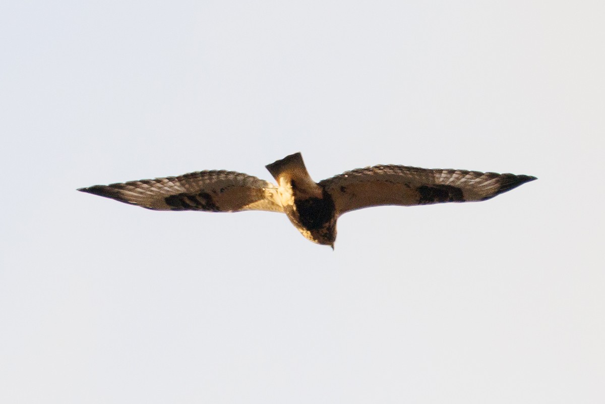 Rough-legged Hawk - ML645356391