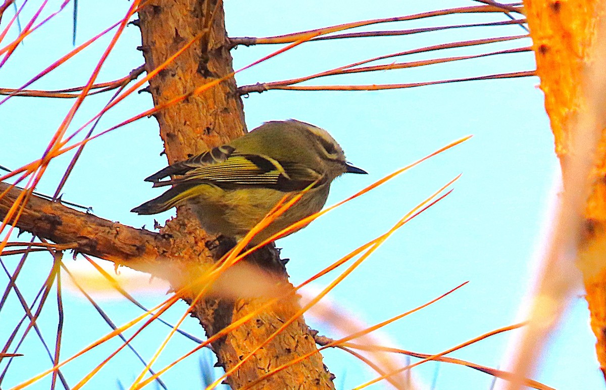 Golden-crowned Kinglet - ML645356402