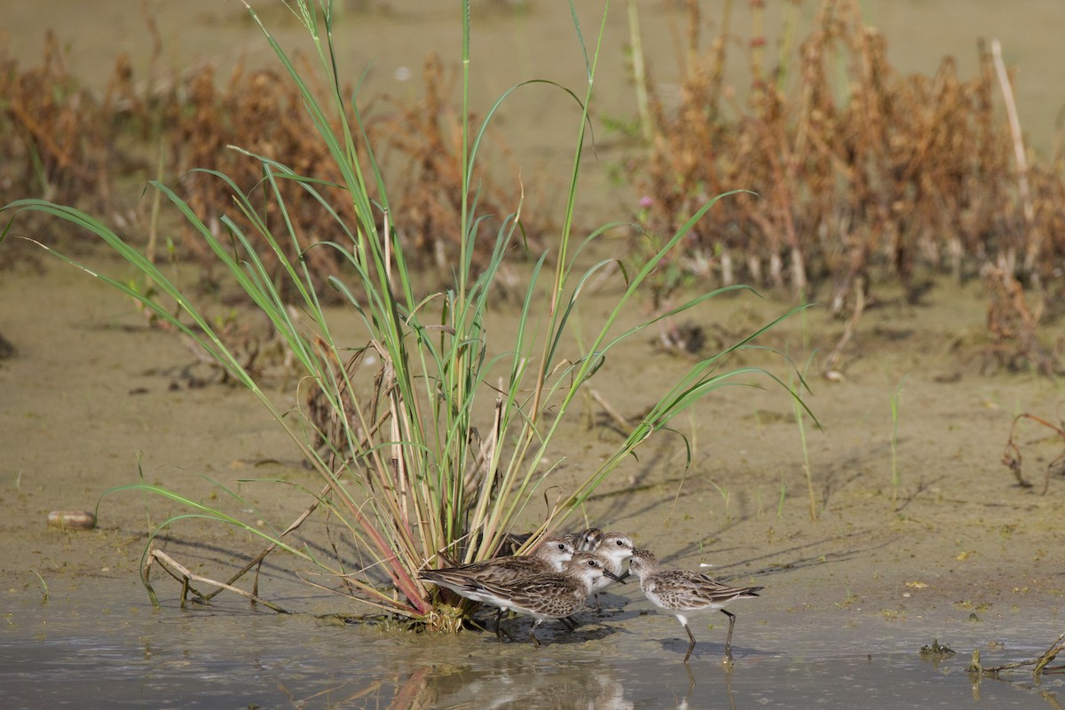 Bécasseau semipalmé - ML645356404