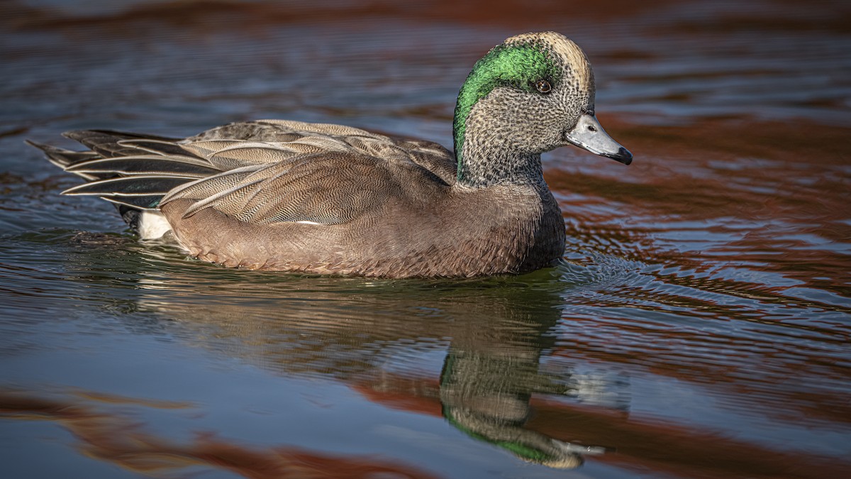 Fischione americano - ML645356407