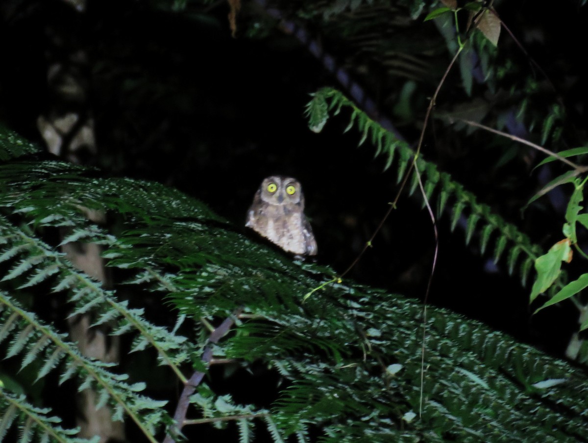 Moluccan Scops-Owl (Moluccan) - ML645356408