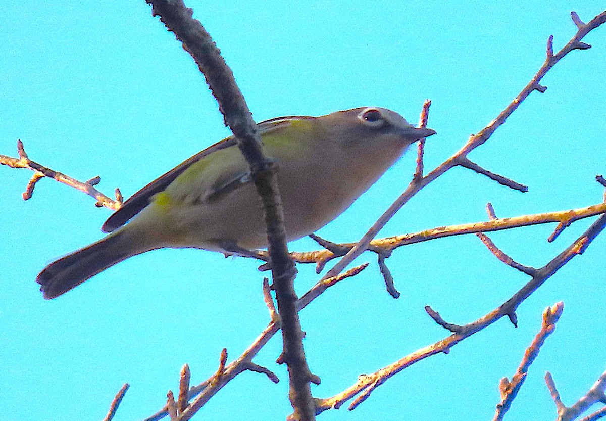 Blue-headed Vireo - ML645356420