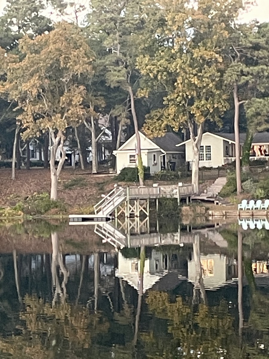 Roseate Spoonbill - ML645356422