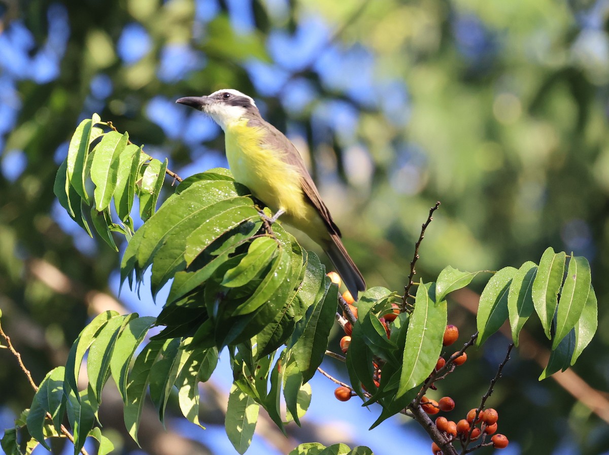 Boat-billed Flycatcher - ML645356427