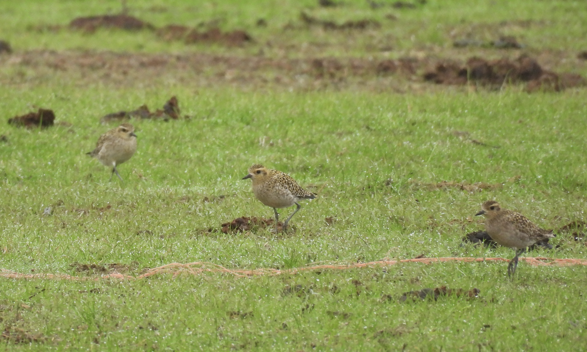 Pacific Golden-Plover - ML645356432