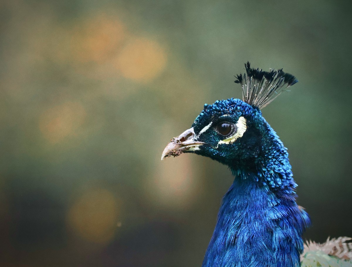Indian Peafowl - ML645356434