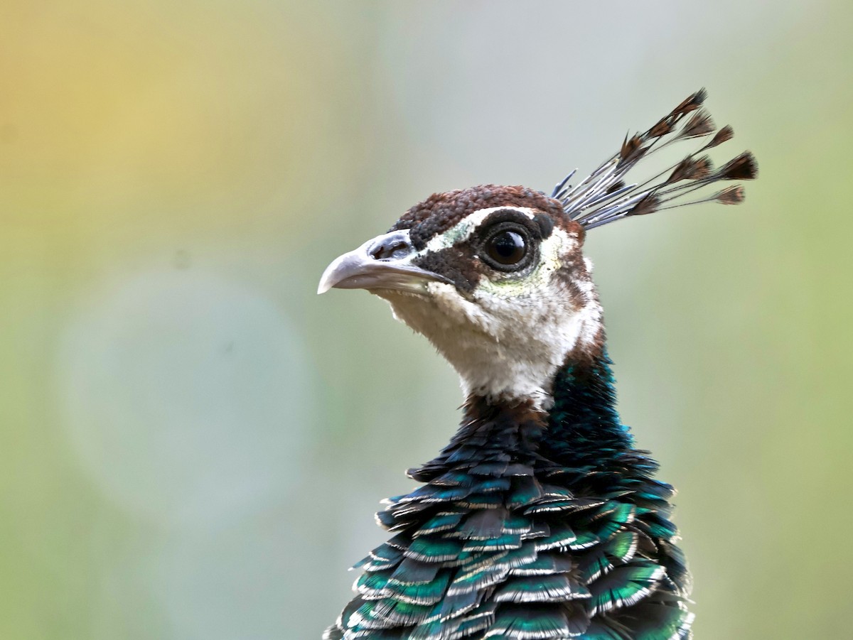 Indian Peafowl - ML645356435