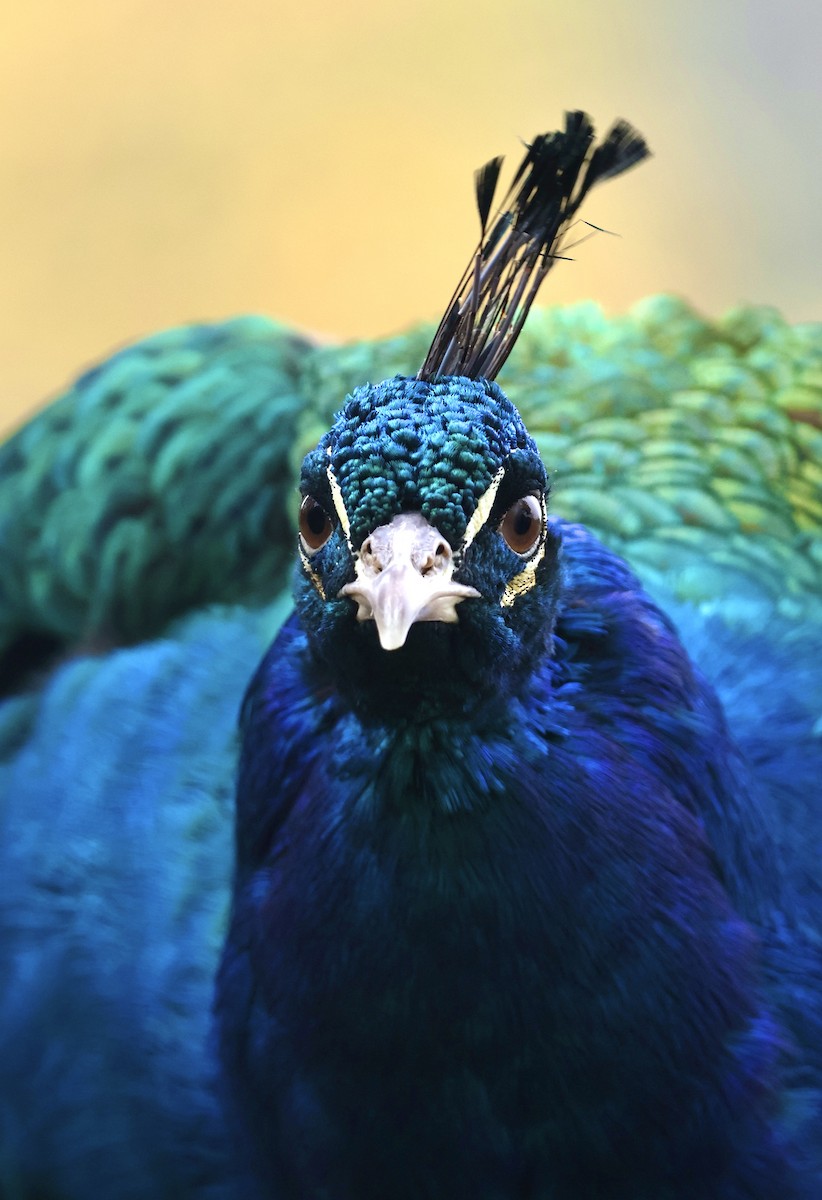 Indian Peafowl - ML645356436