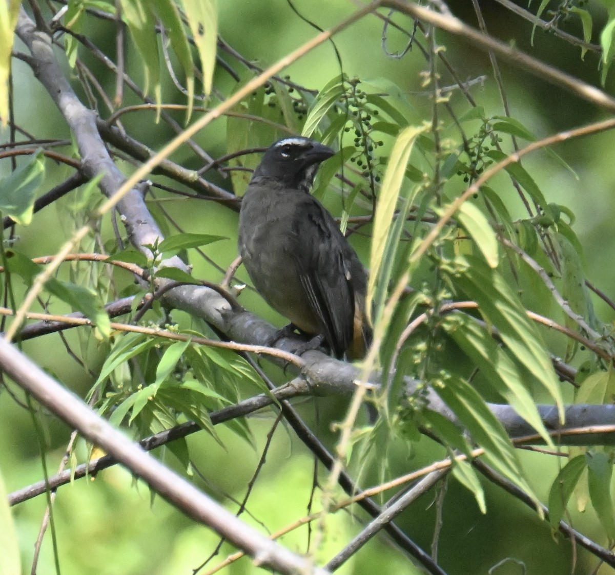 Cinnamon-bellied Saltator - ML645356441