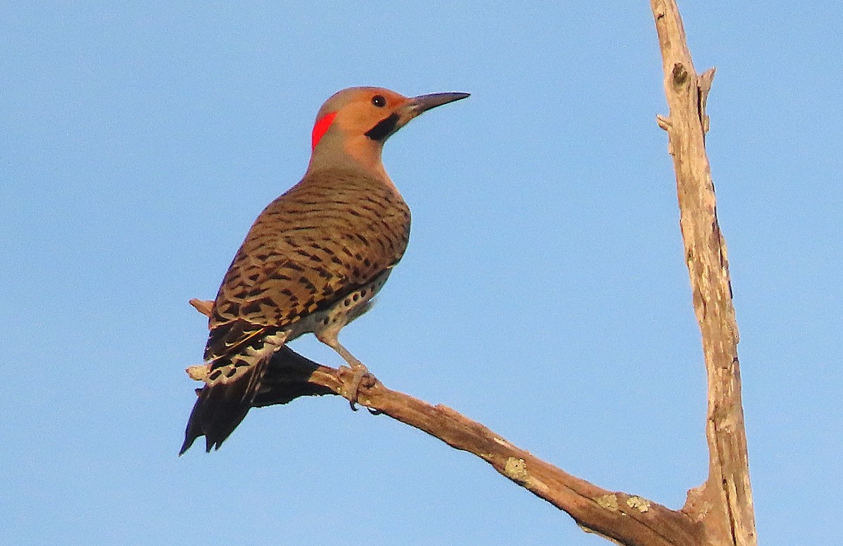 Northern Flicker - ML645356443