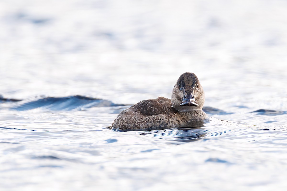 Ruddy Duck - ML645356448