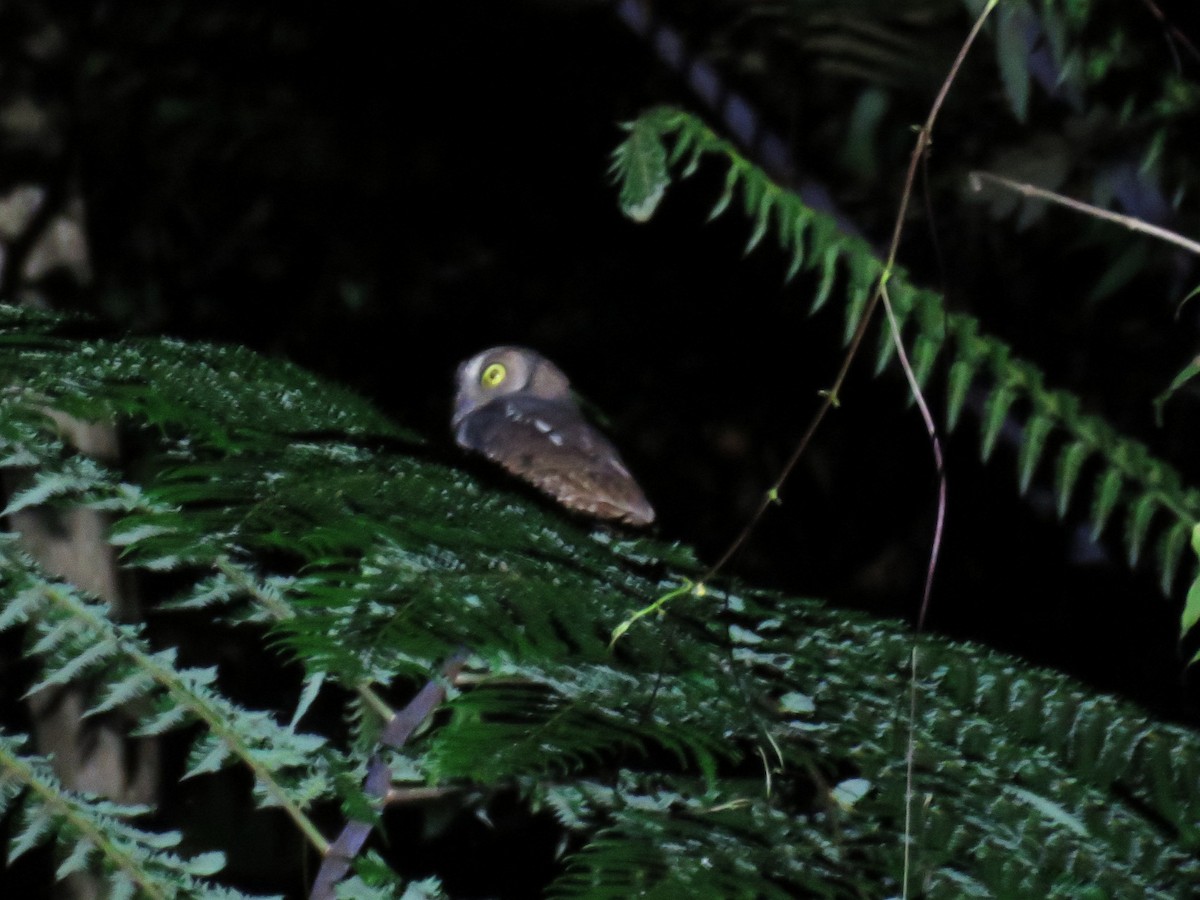 Moluccan Scops-Owl (Moluccan) - ML645356457