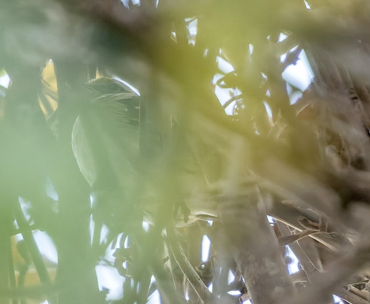 Белогорлая зонотрихия - ML645356465