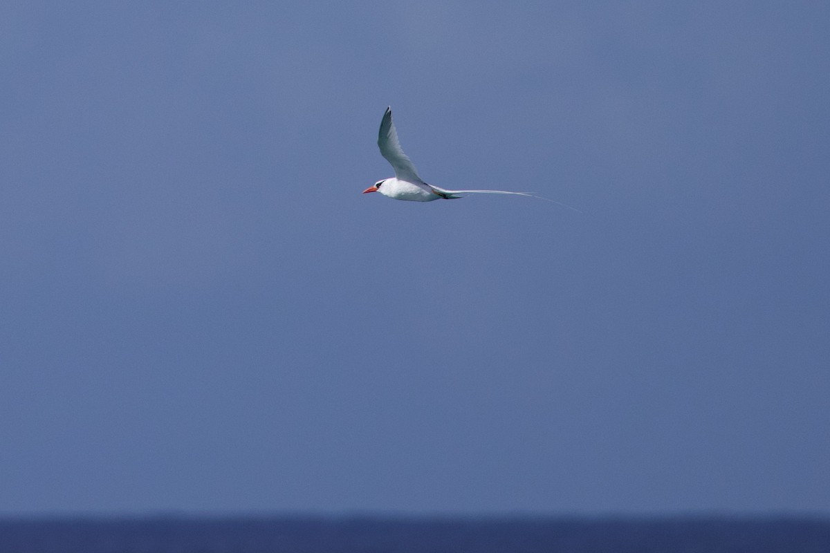 Red-billed Tropicbird - ML645356472