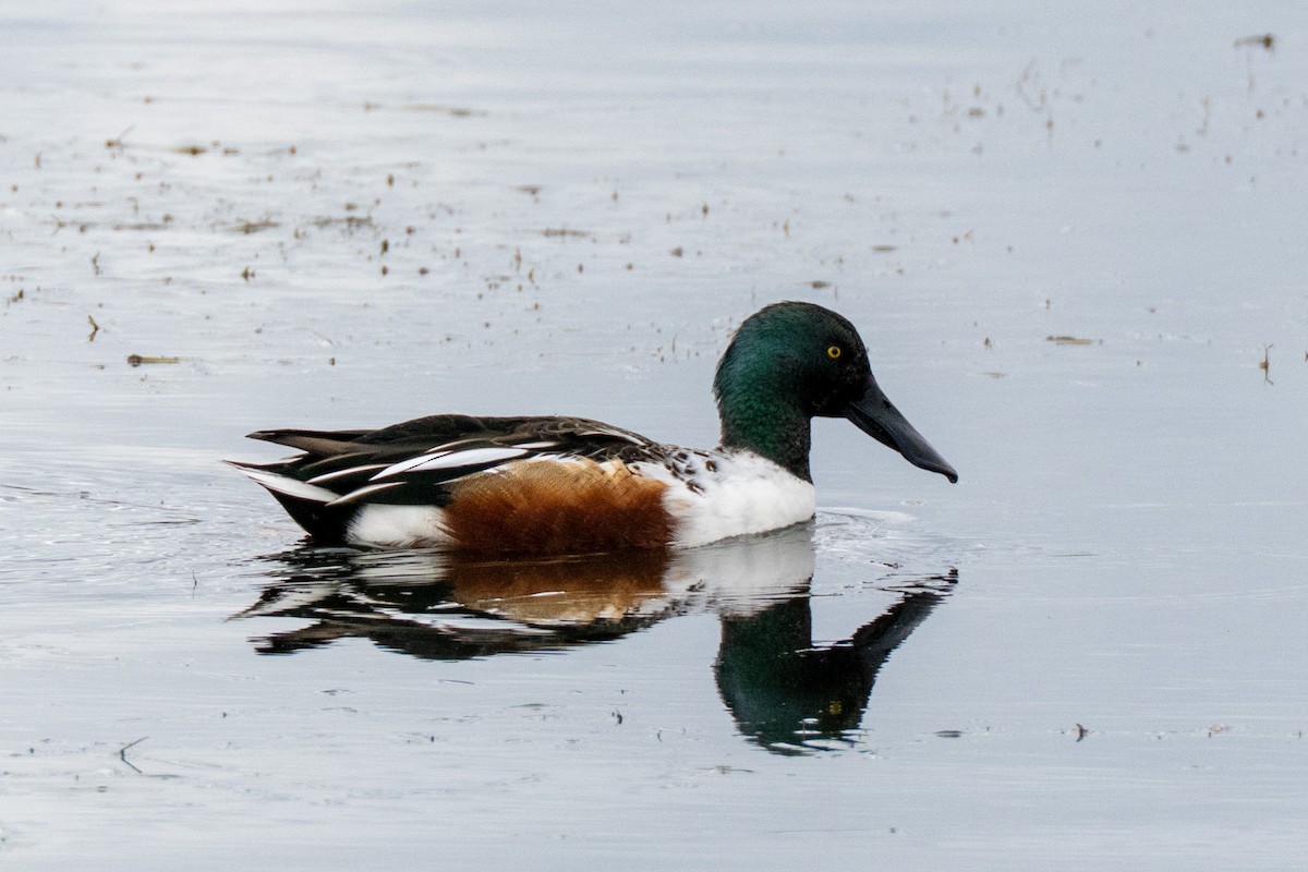 Northern Shoveler - ML645356474