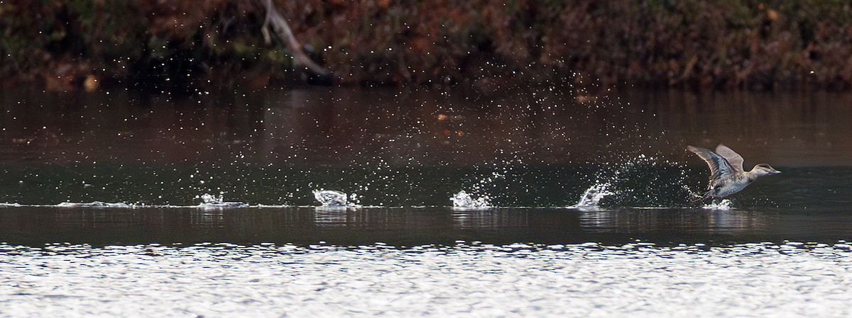 Ruddy Duck - ML645356476