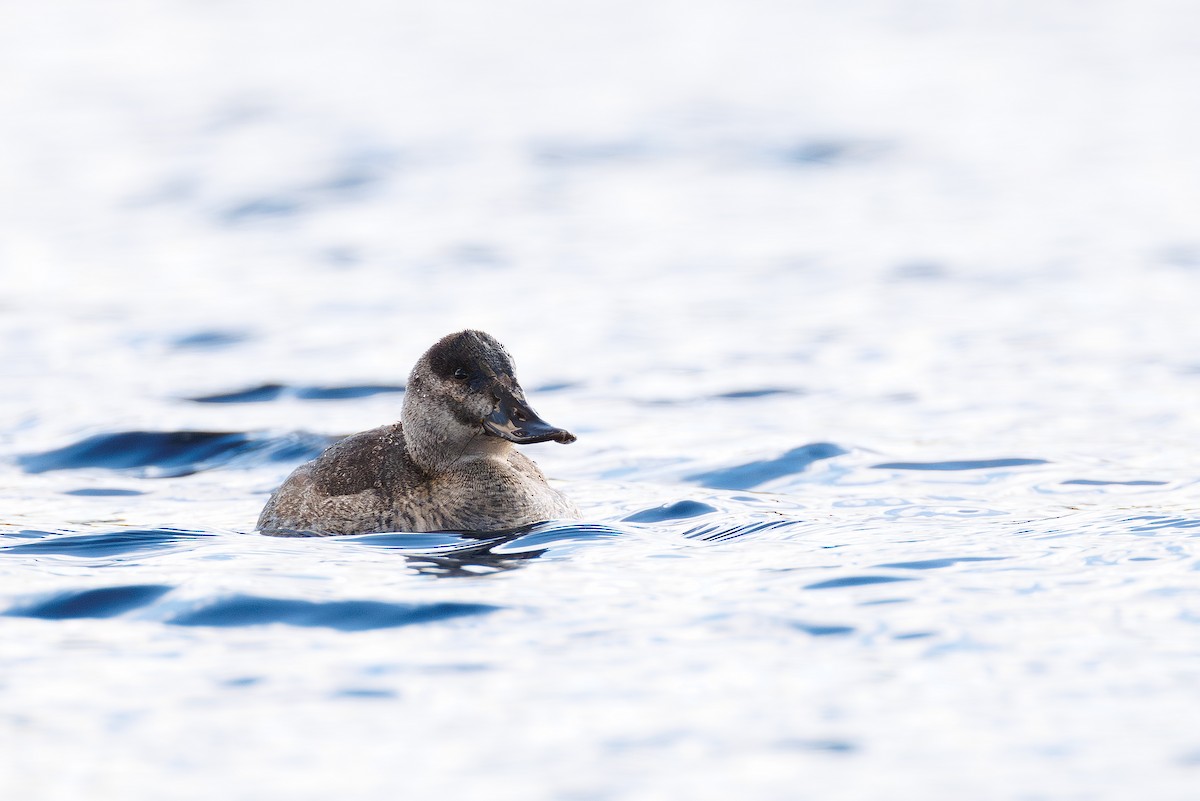 Ruddy Duck - ML645356477