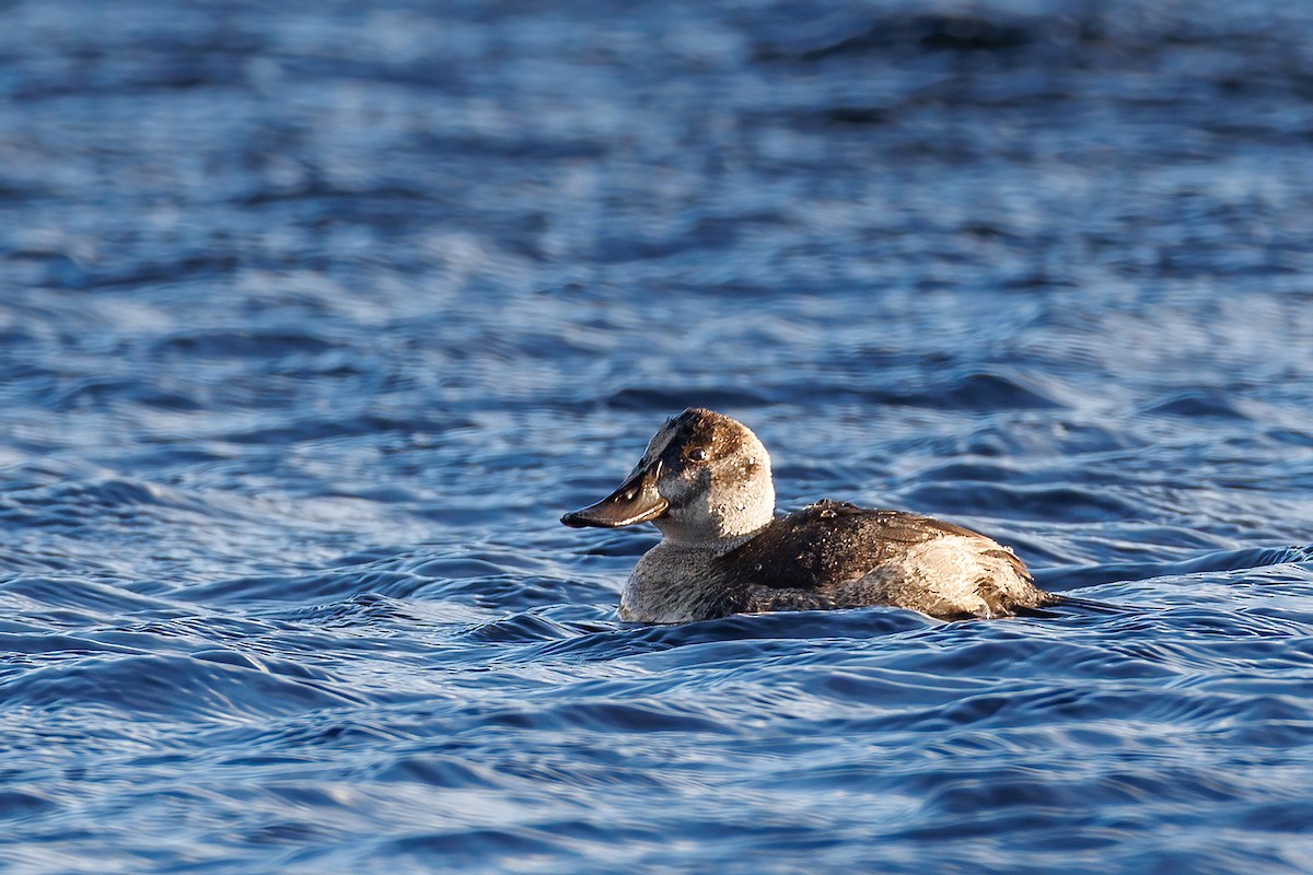 Ruddy Duck - ML645356478