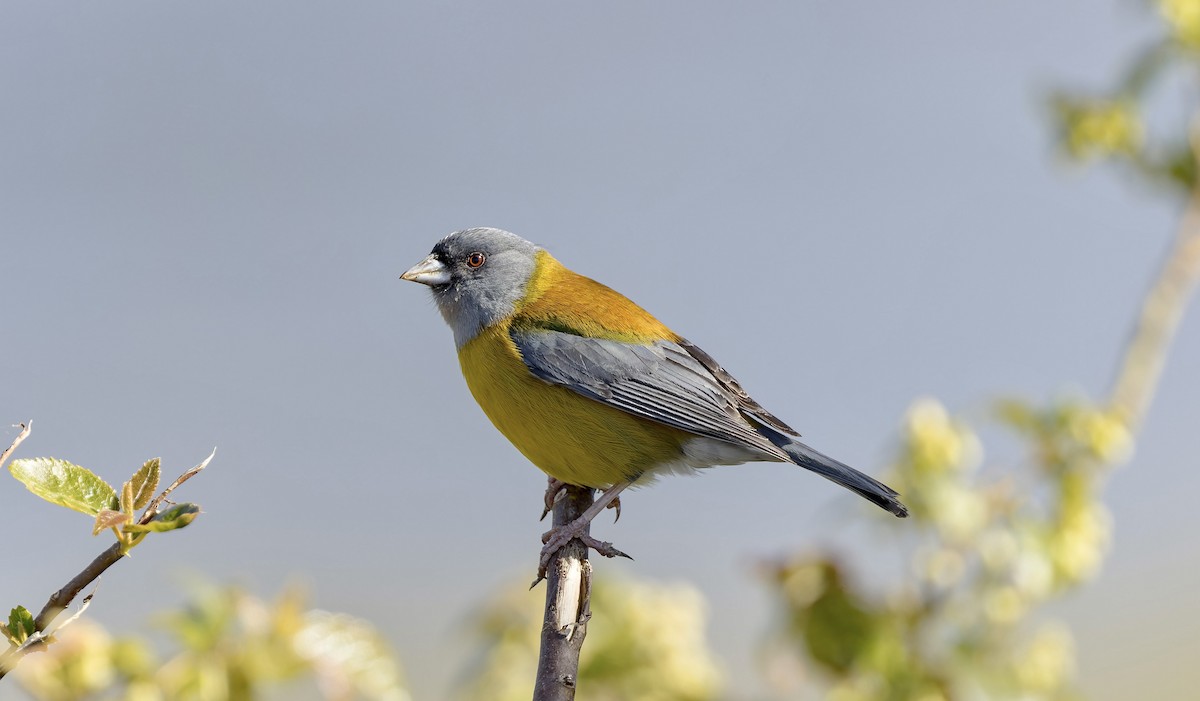 Patagonian Sierra Finch - ML645356479