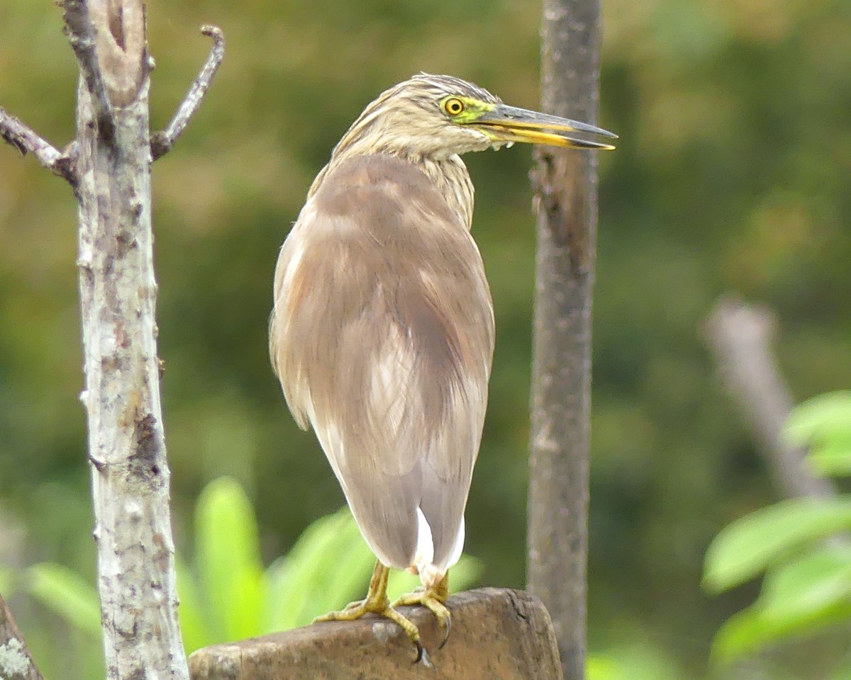 Hint Alaca Balıkçılı - ML645356480